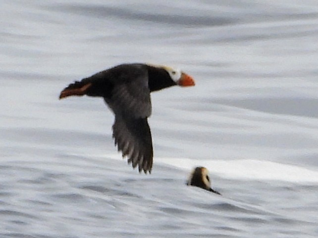 Tufted Puffin - ML620277157