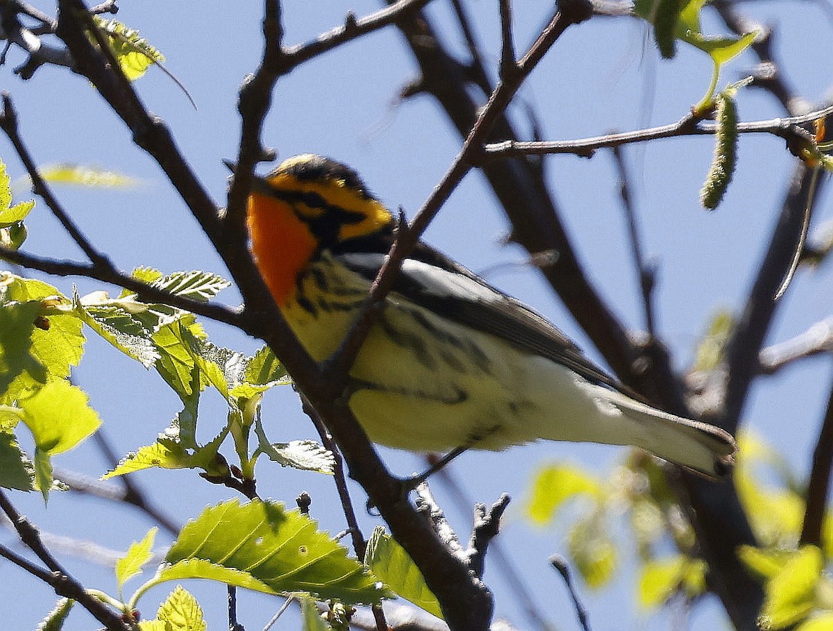 Blackburnian Warbler - ML620277169