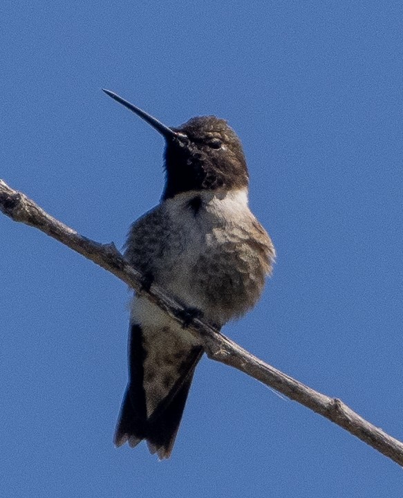 Black-chinned Hummingbird - ML620277171