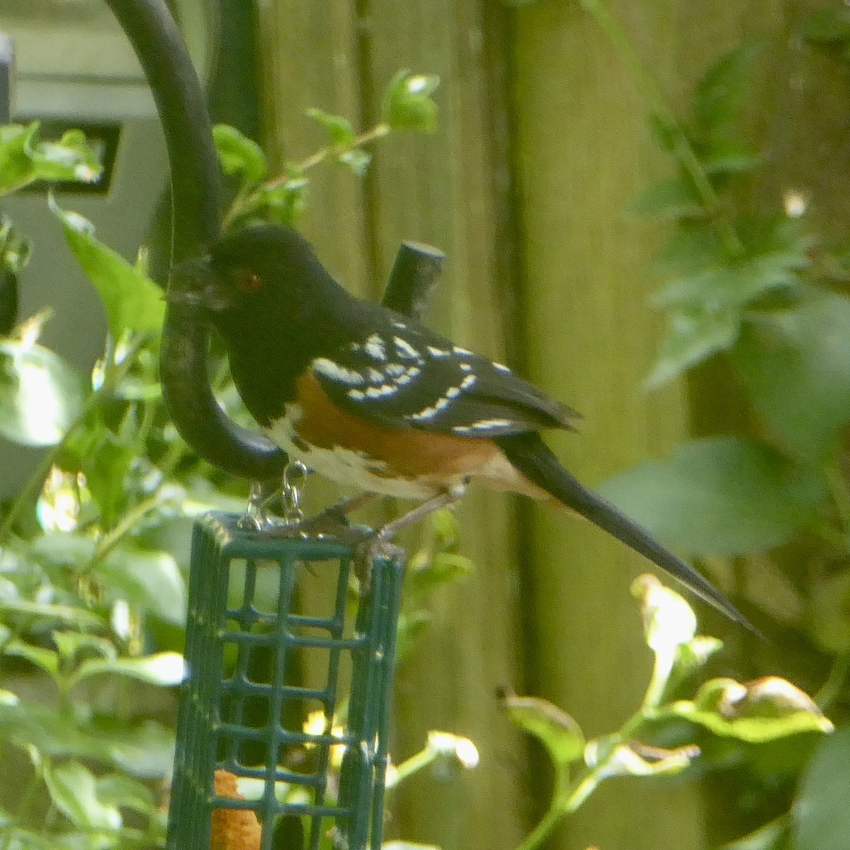 Spotted Towhee - ML620277173