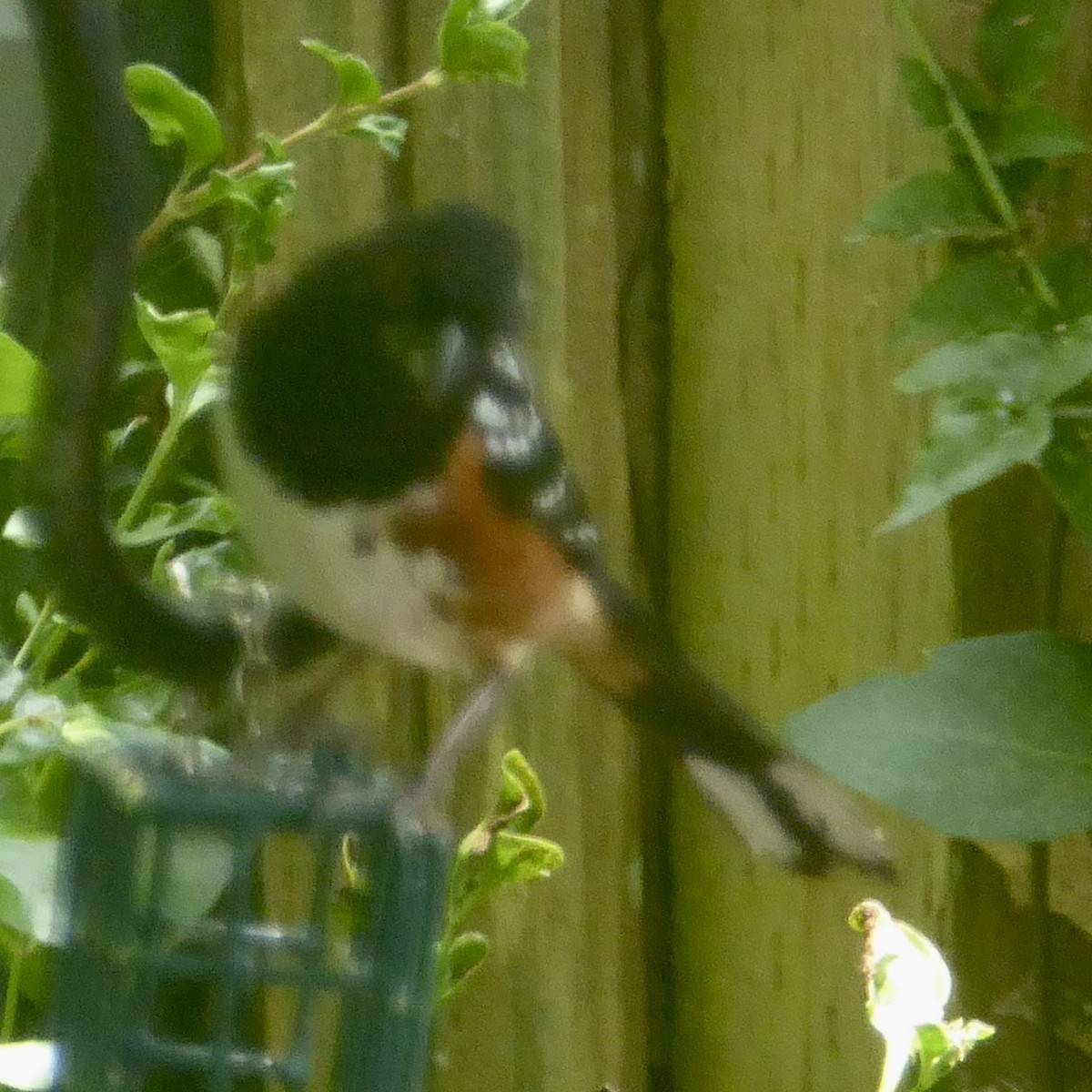 Spotted Towhee - ML620277176