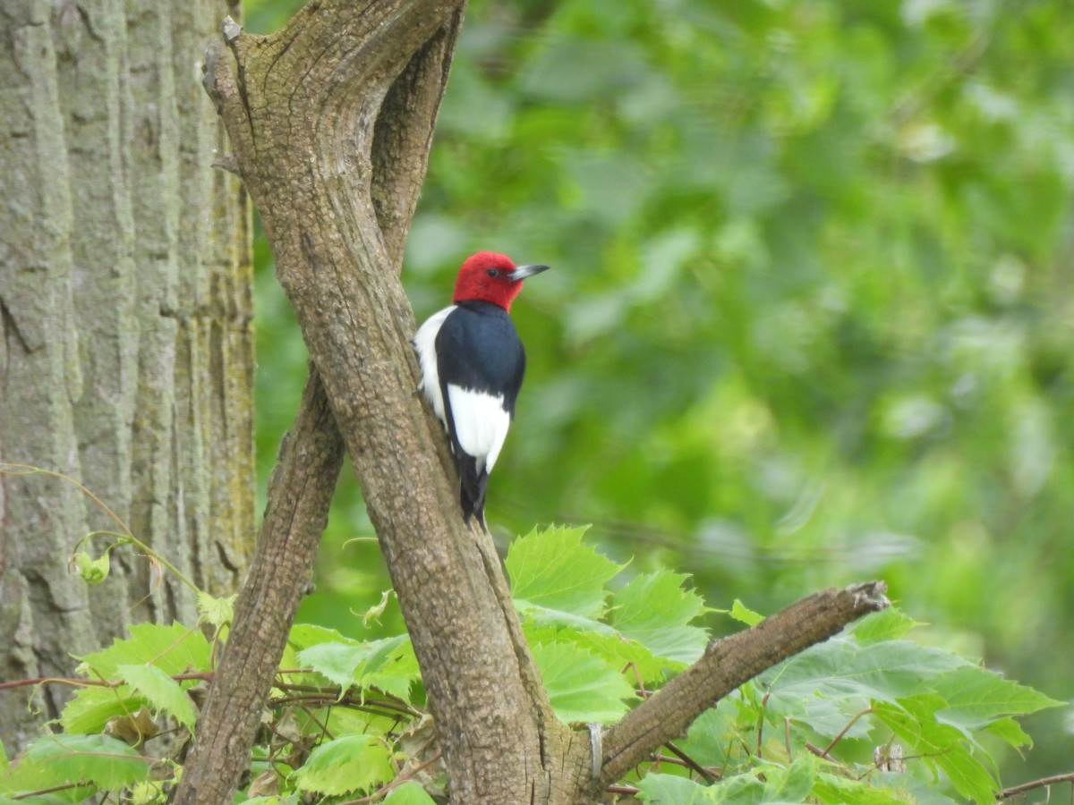 Red-headed Woodpecker - ML620277177