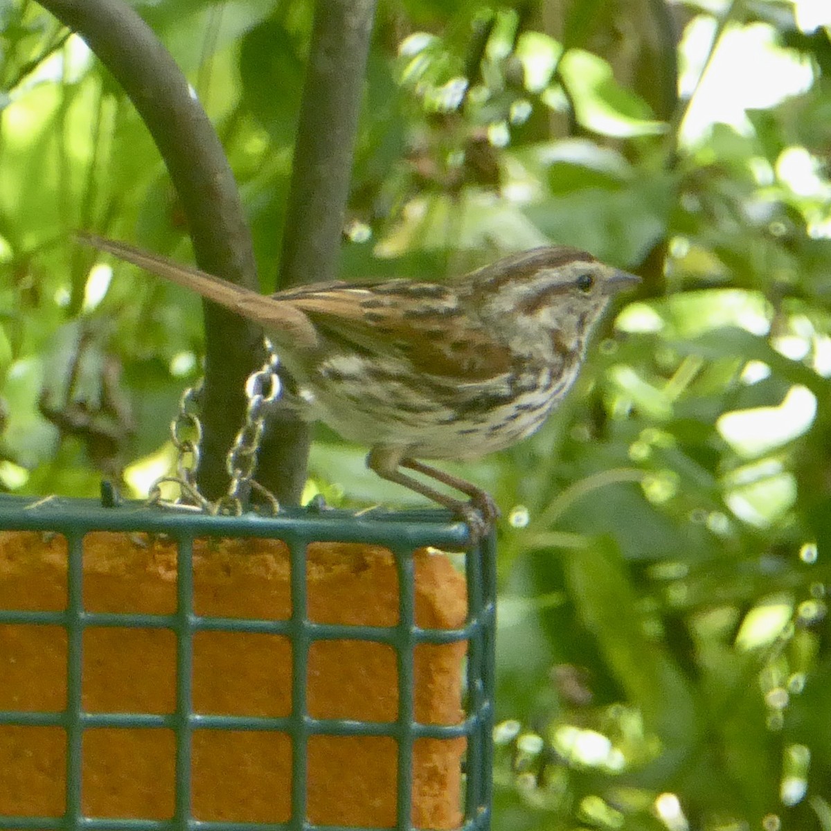 Song Sparrow - ML620277179