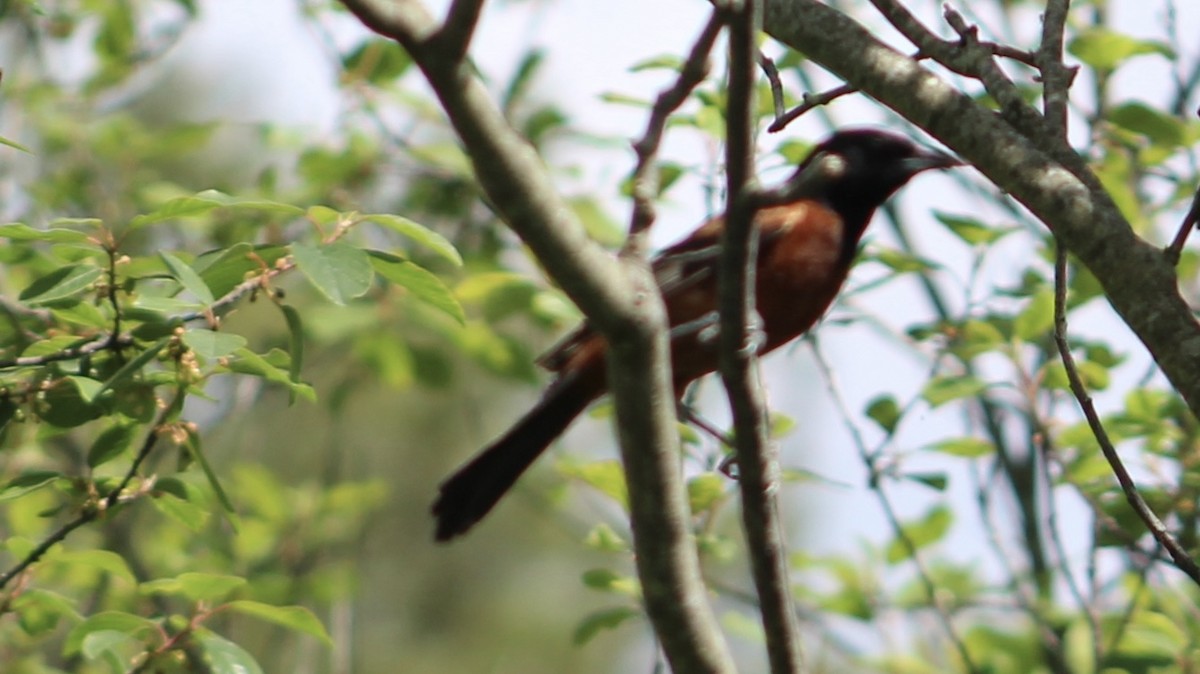 Orchard Oriole - ML620277191