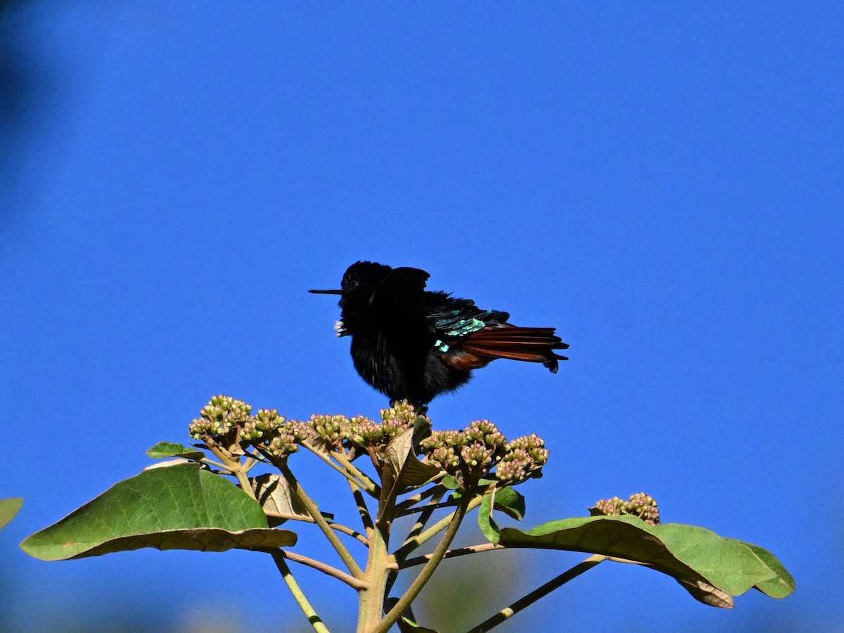 kolibřík černokápý - ML620277192