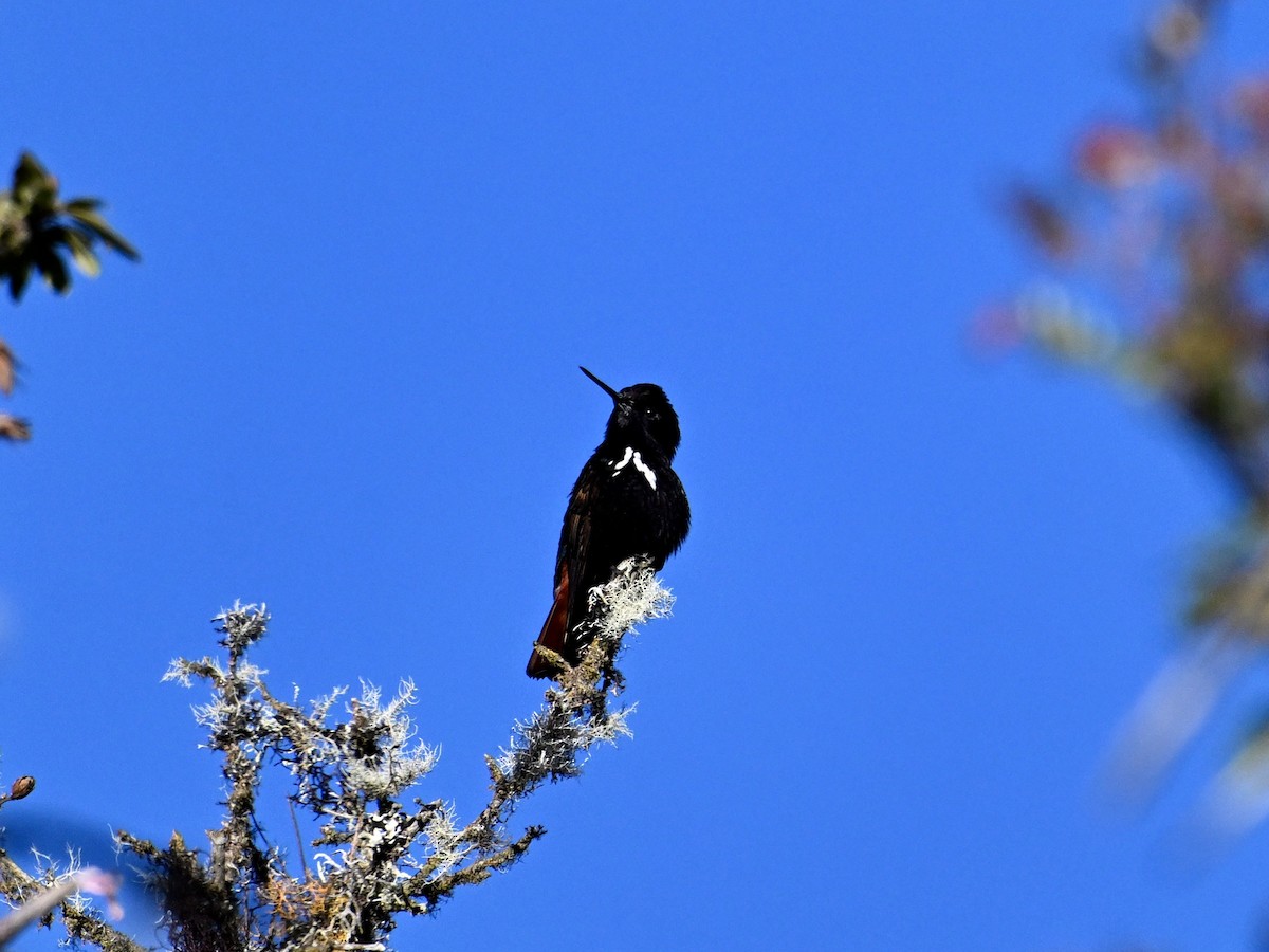 kolibřík černokápý - ML620277193