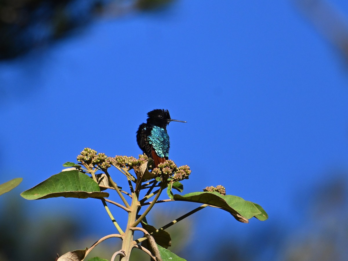 kolibřík černokápý - ML620277194