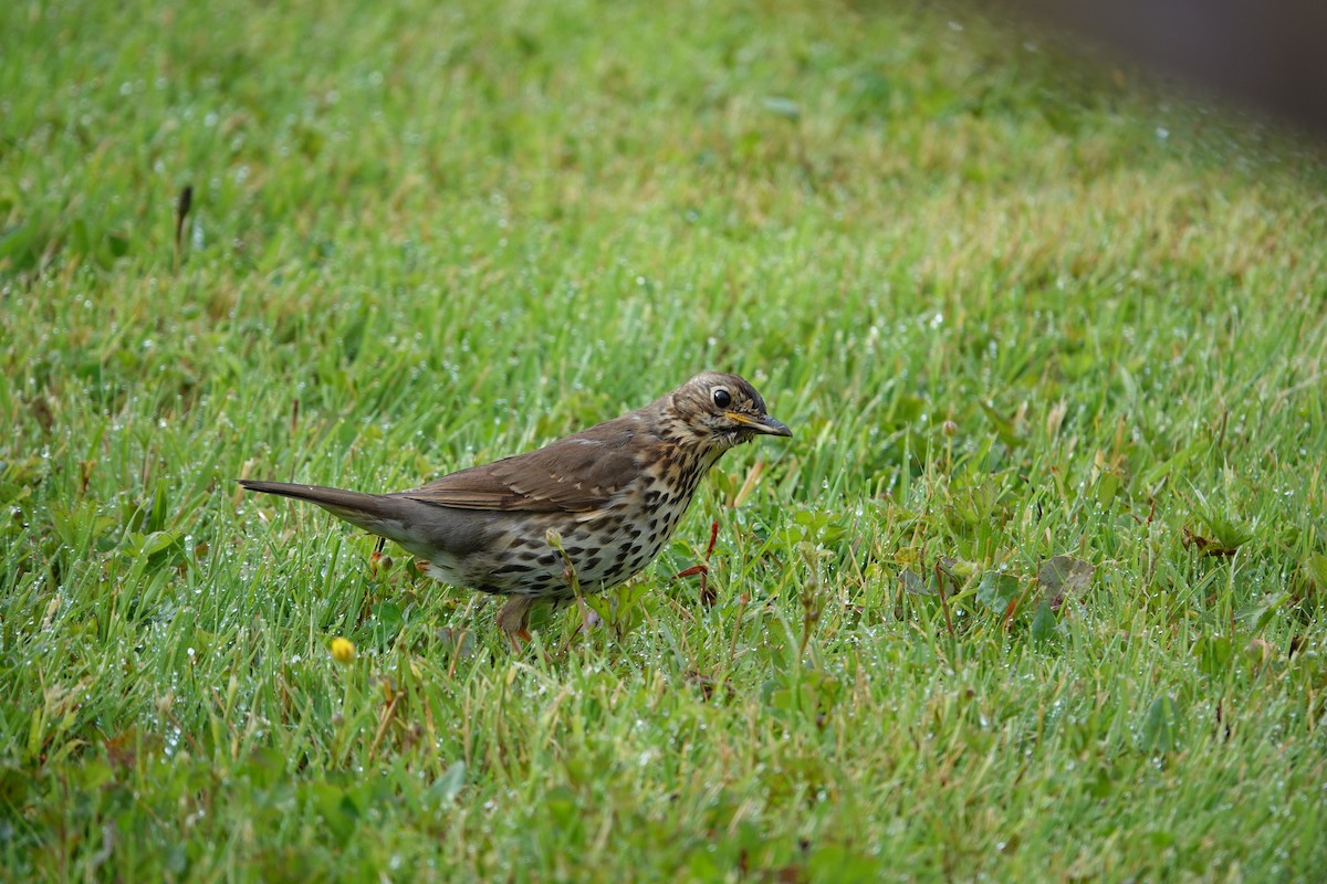 Song Thrush - ML620277197