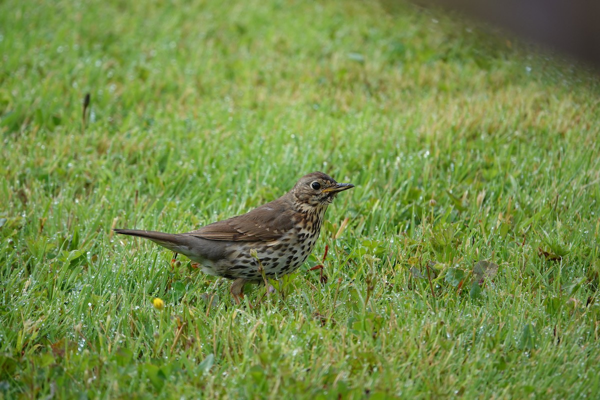 Song Thrush - ML620277198