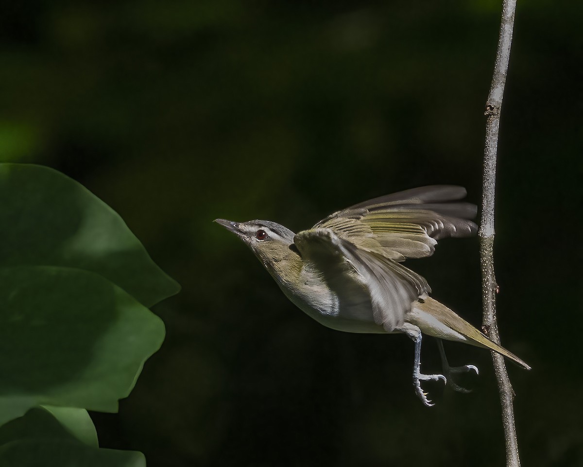 Rotaugenvireo - ML620277204