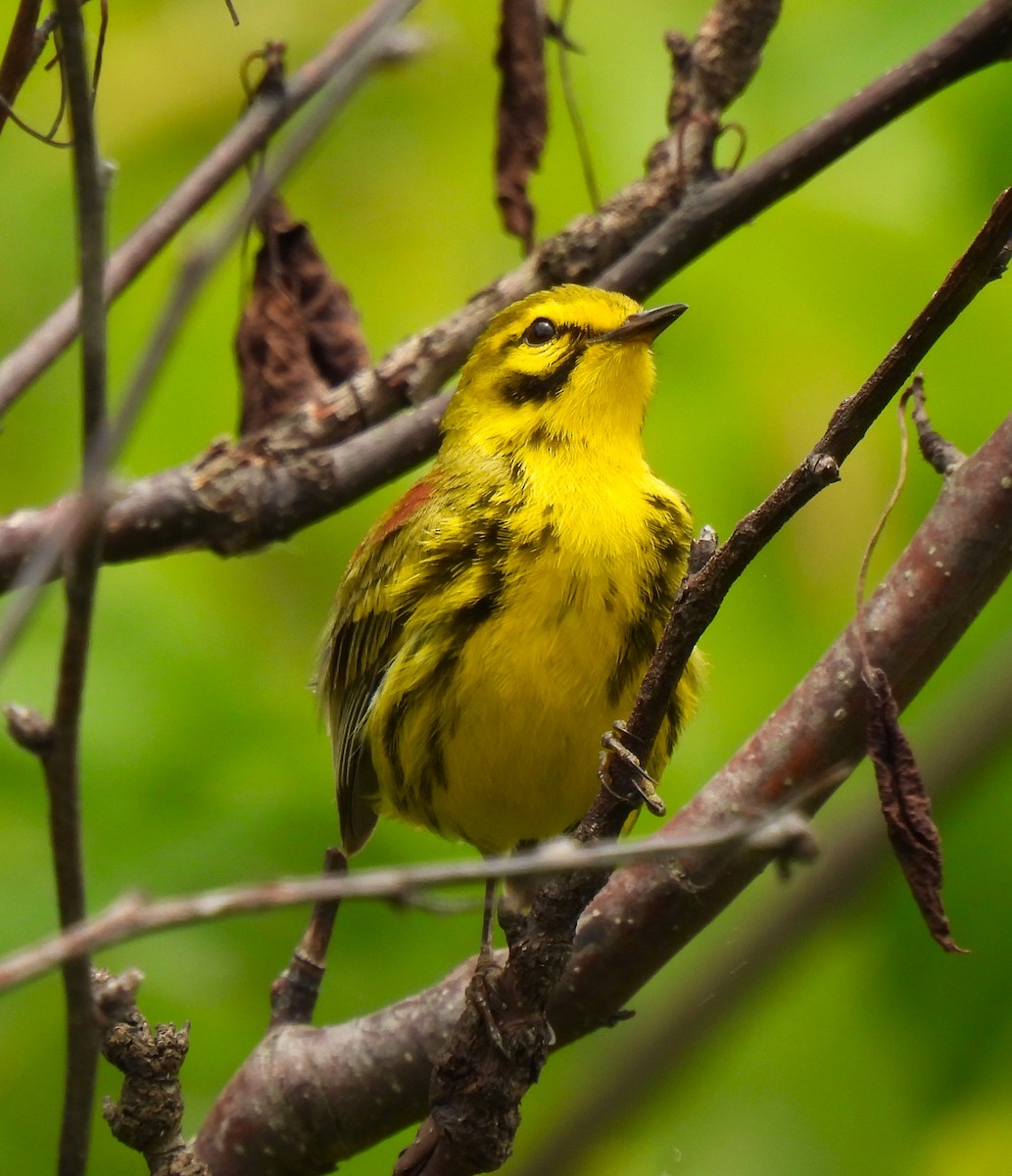 Prairie Warbler - ML620277206