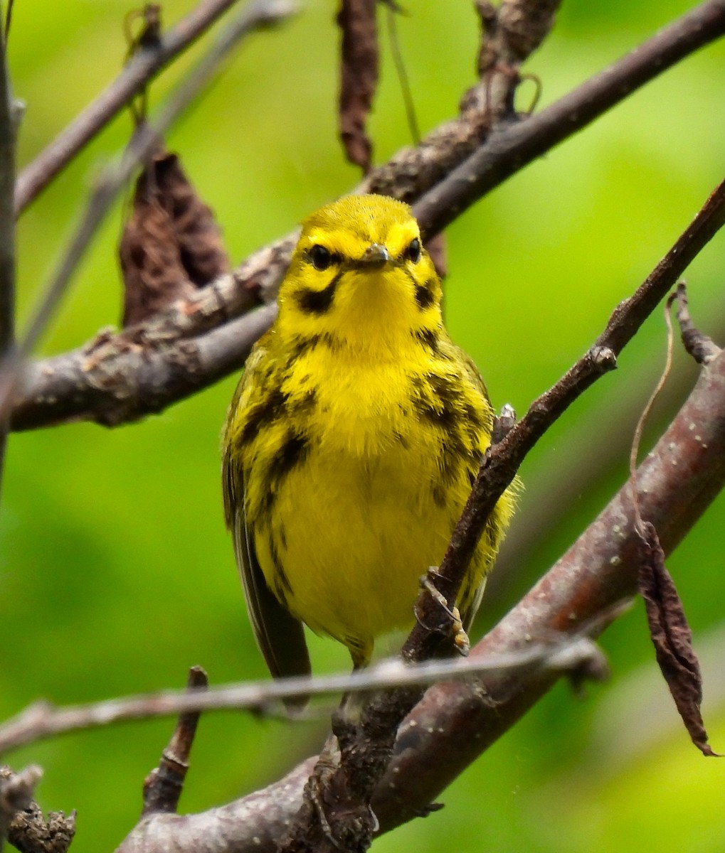 Prairie Warbler - ML620277207