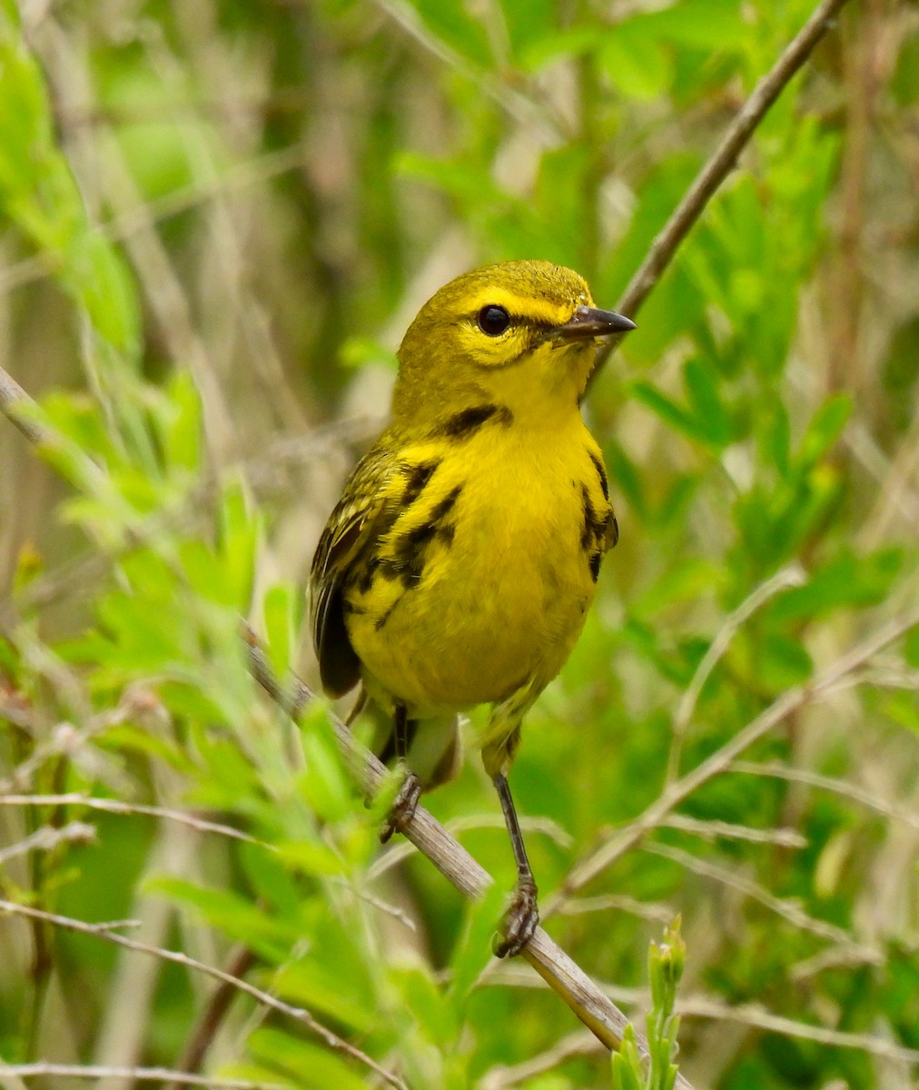 Prairie Warbler - ML620277210