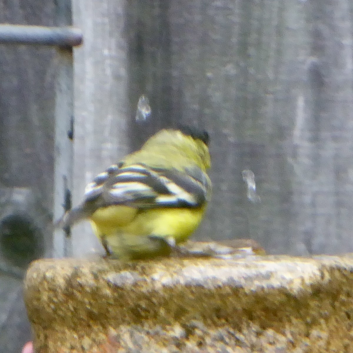 Lesser Goldfinch - ML620277214