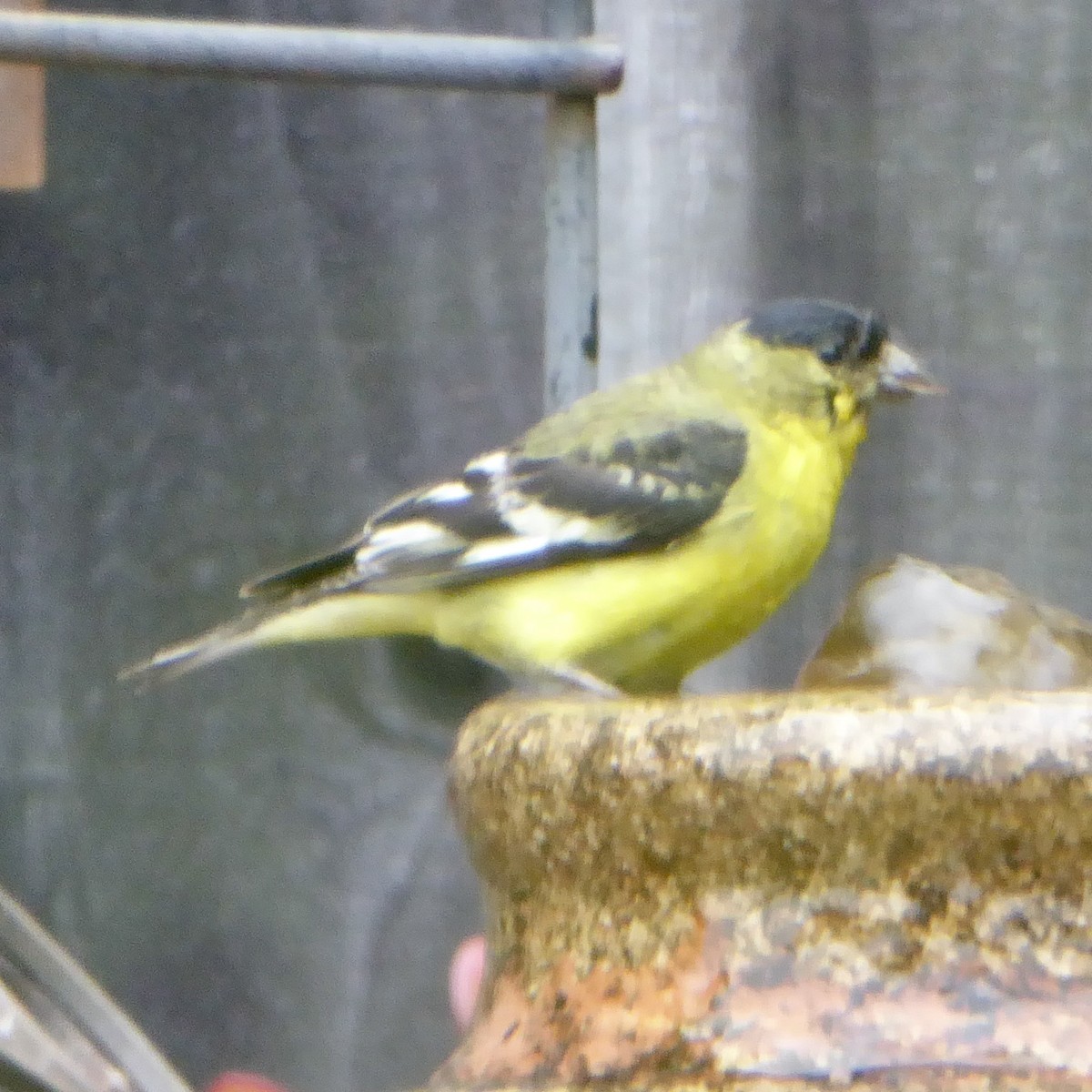 Lesser Goldfinch - ML620277216