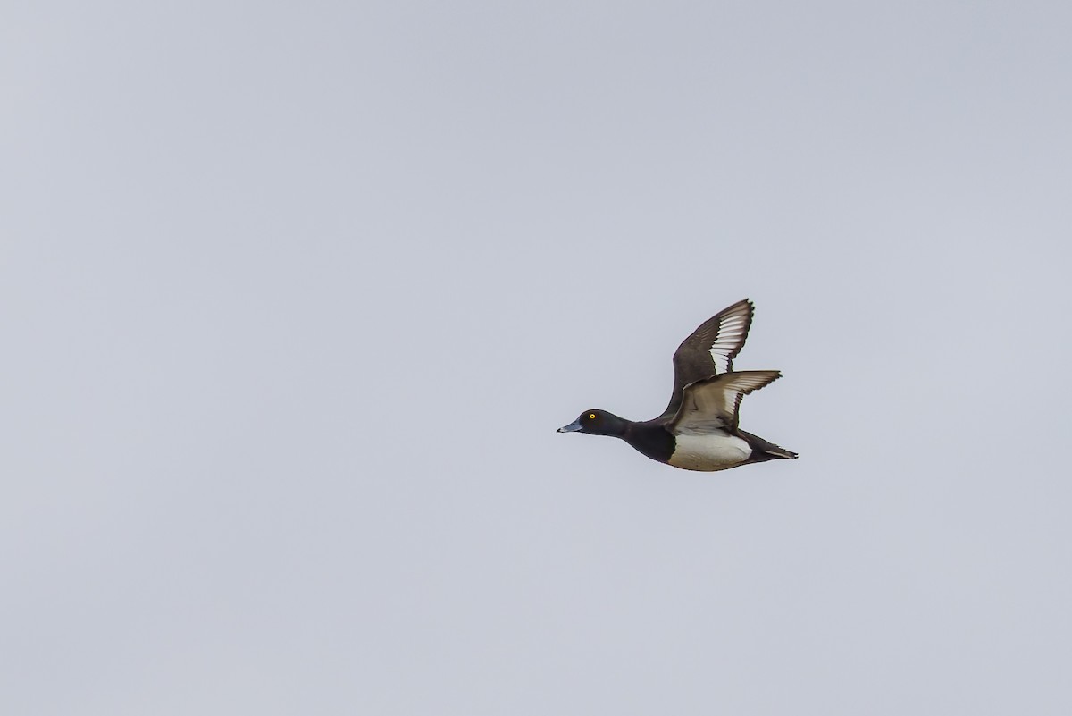 Tufted Duck - ML620277218