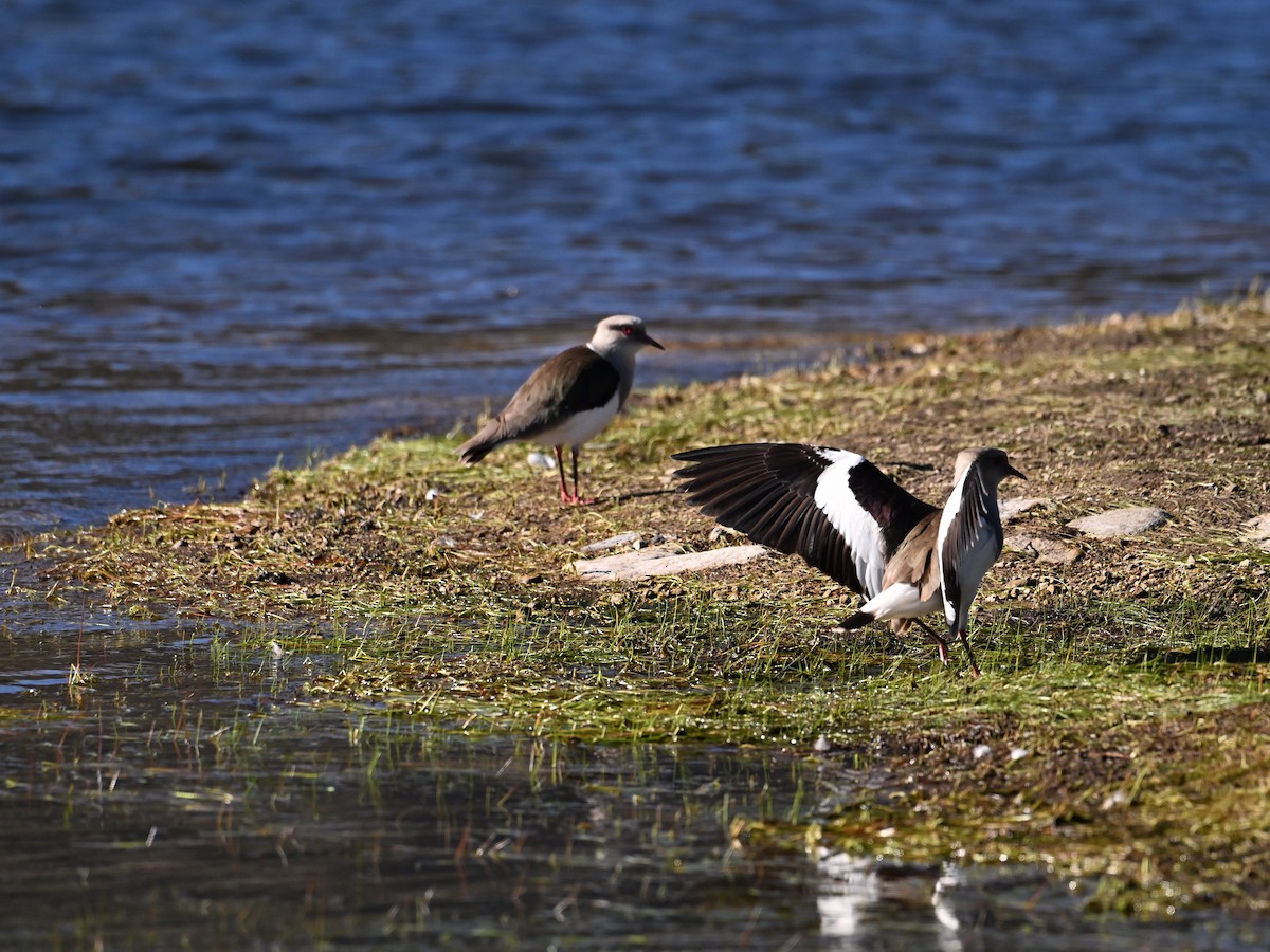 Andean Lapwing - ML620277221