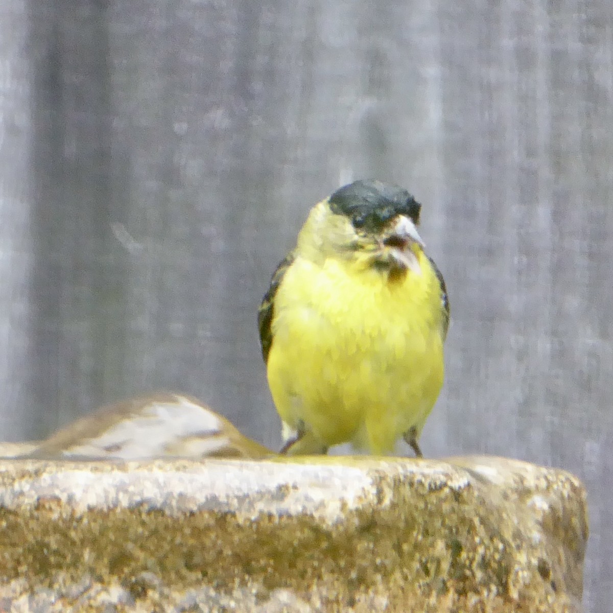 Lesser Goldfinch - ML620277225