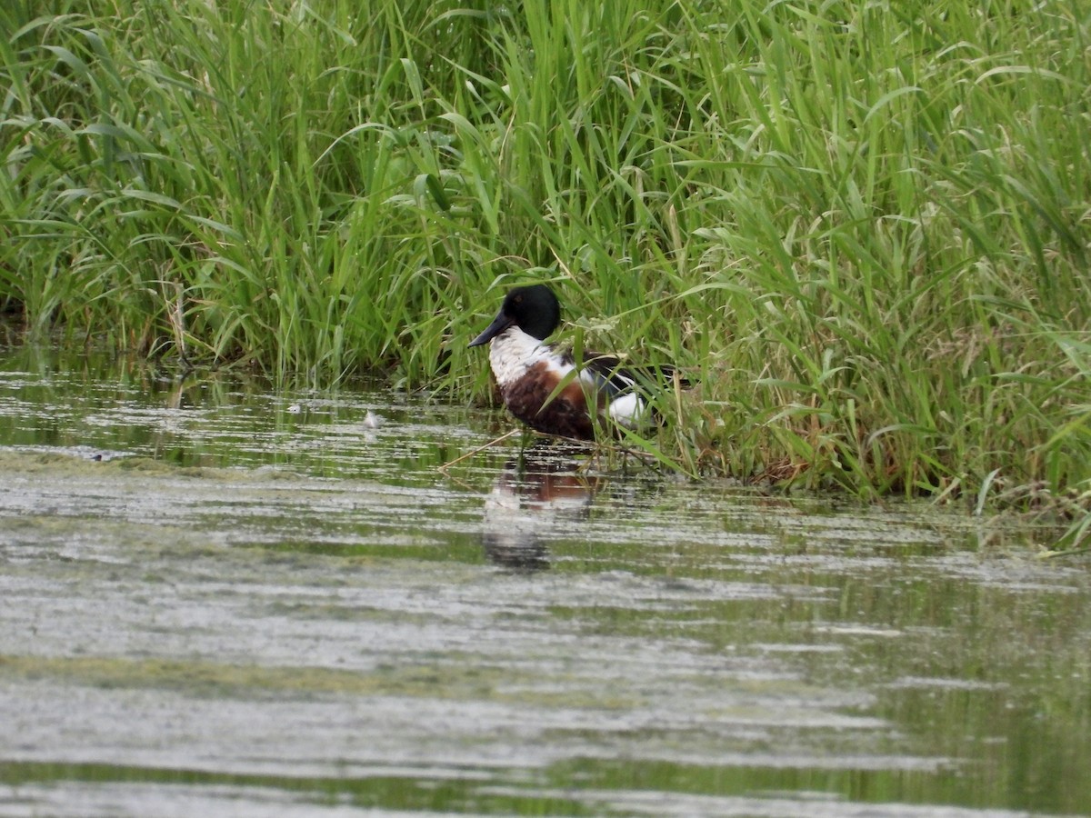 Northern Shoveler - ML620277230