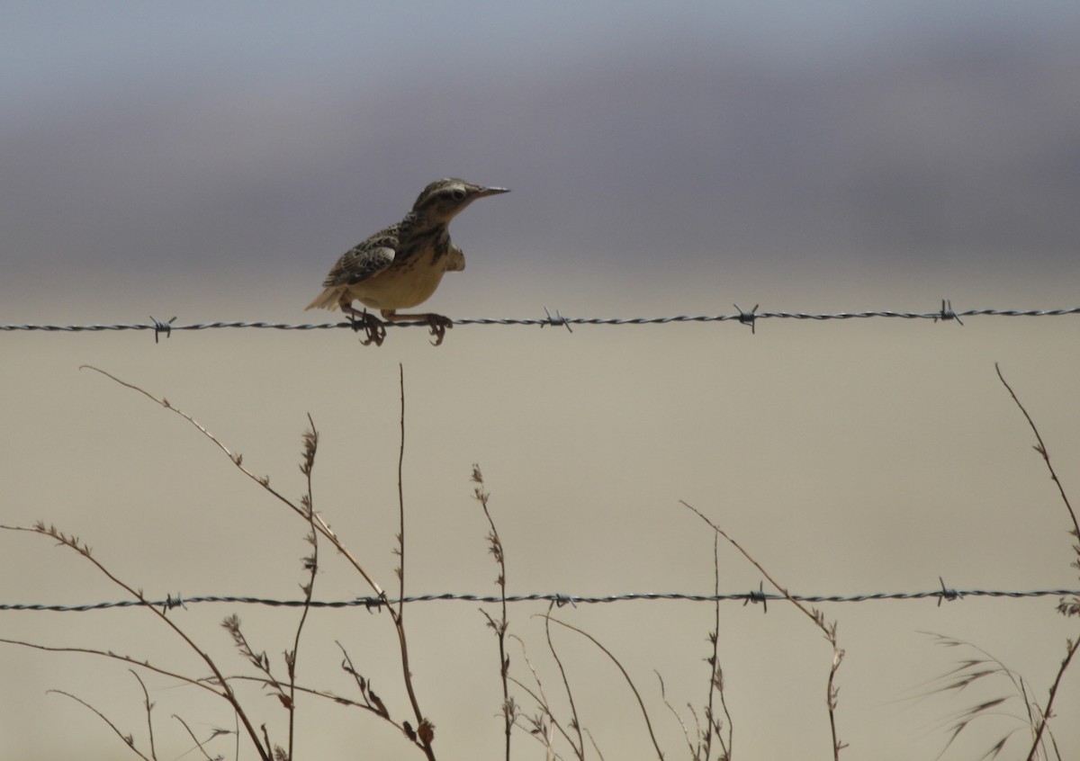 Western Meadowlark - ML620277231