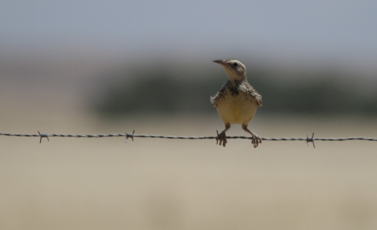 Western Meadowlark - ML620277232