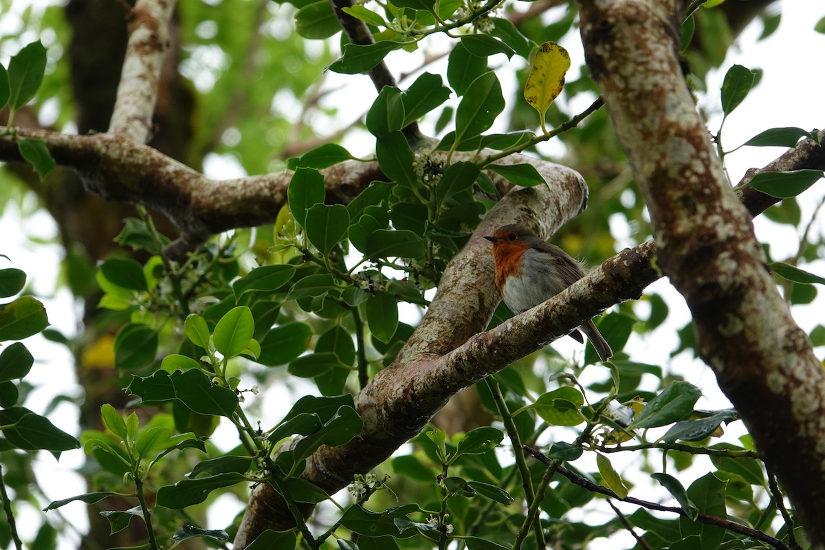 European Robin - ML620277244