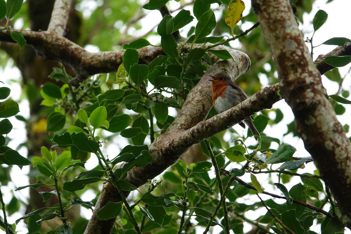 European Robin - ML620277246