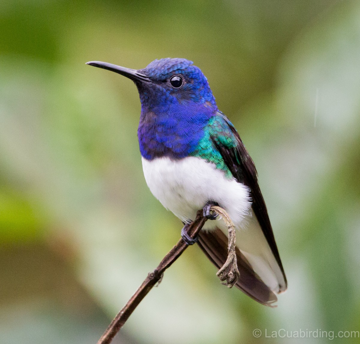 White-necked Jacobin - ML620277248