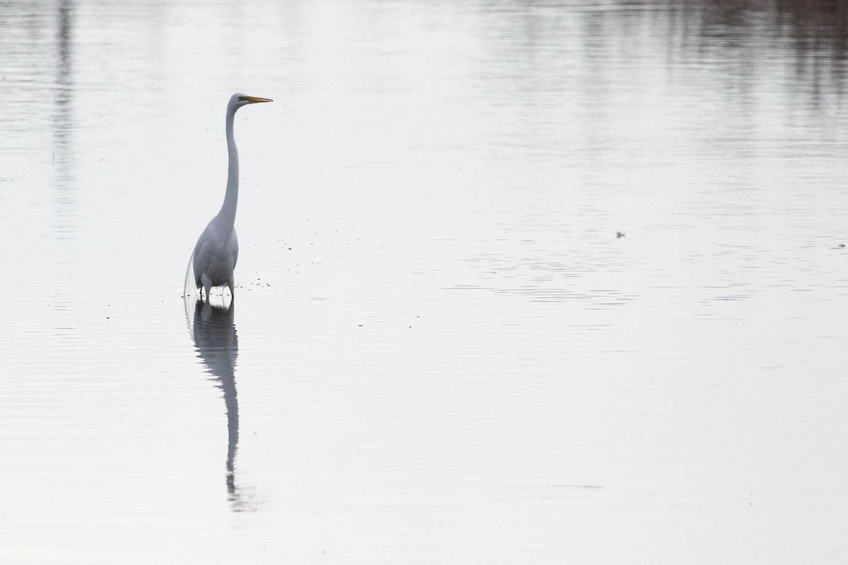 Great Egret - ML620277251