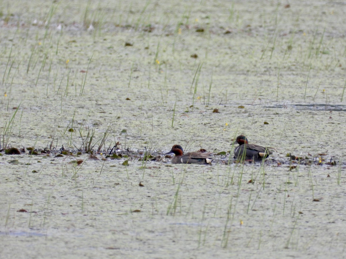 Green-winged Teal - ML620277252