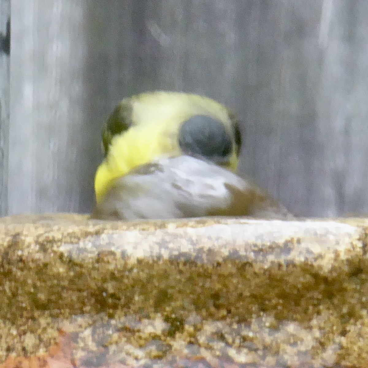 Lesser Goldfinch - ML620277257