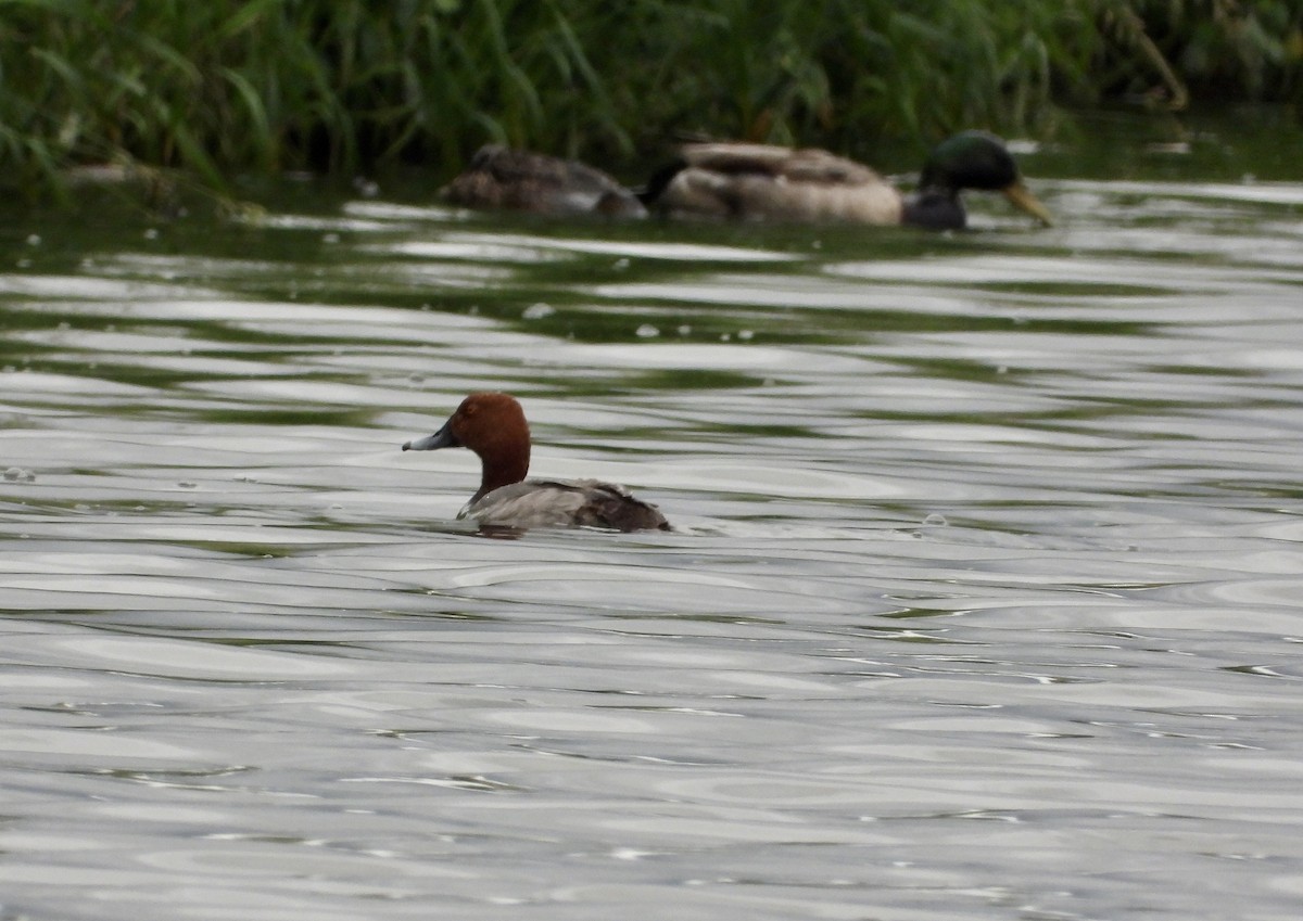 Redhead - ML620277260