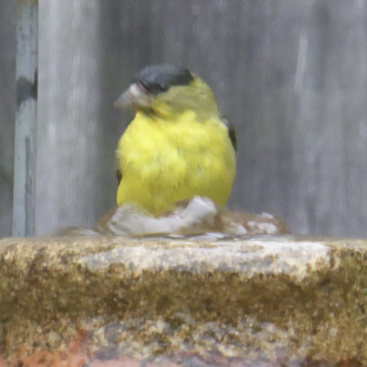 Lesser Goldfinch - ML620277263