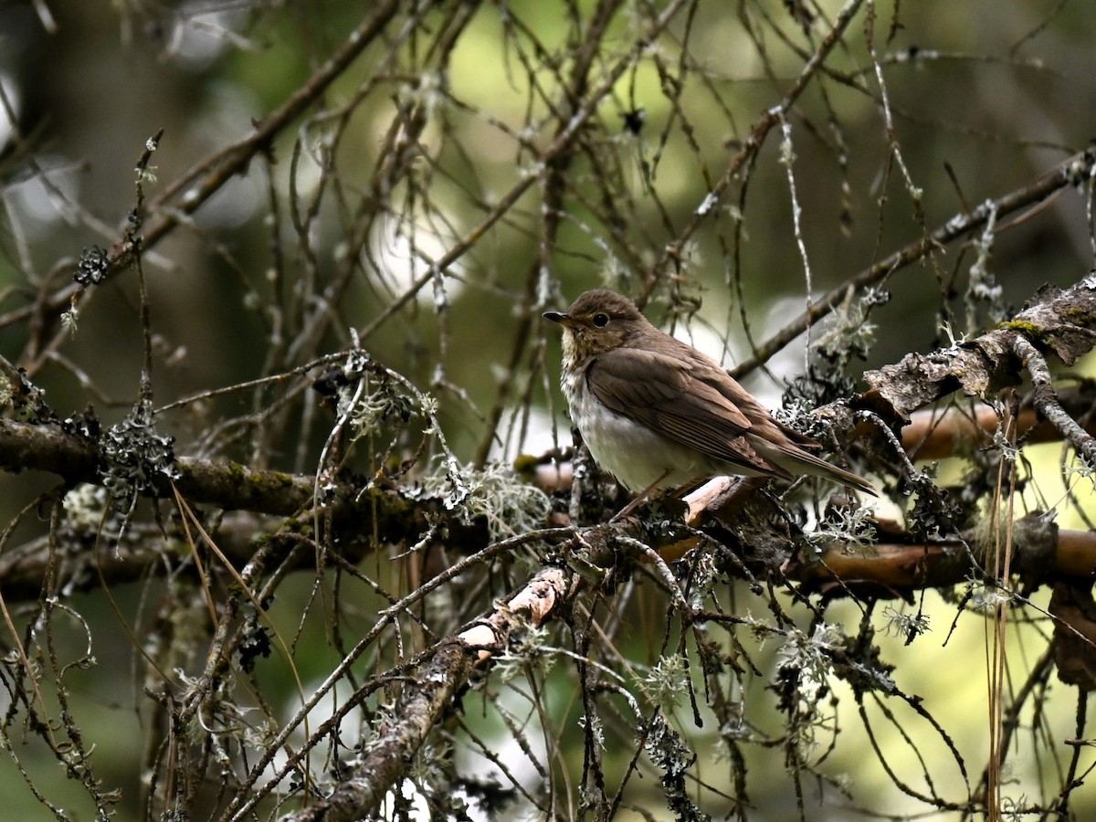 Swainson's Thrush - ML620277266