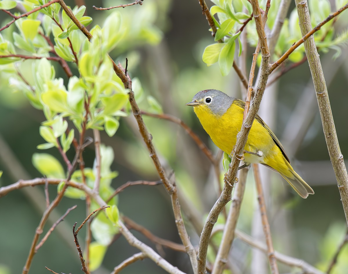 Nashville Warbler - ML620277267