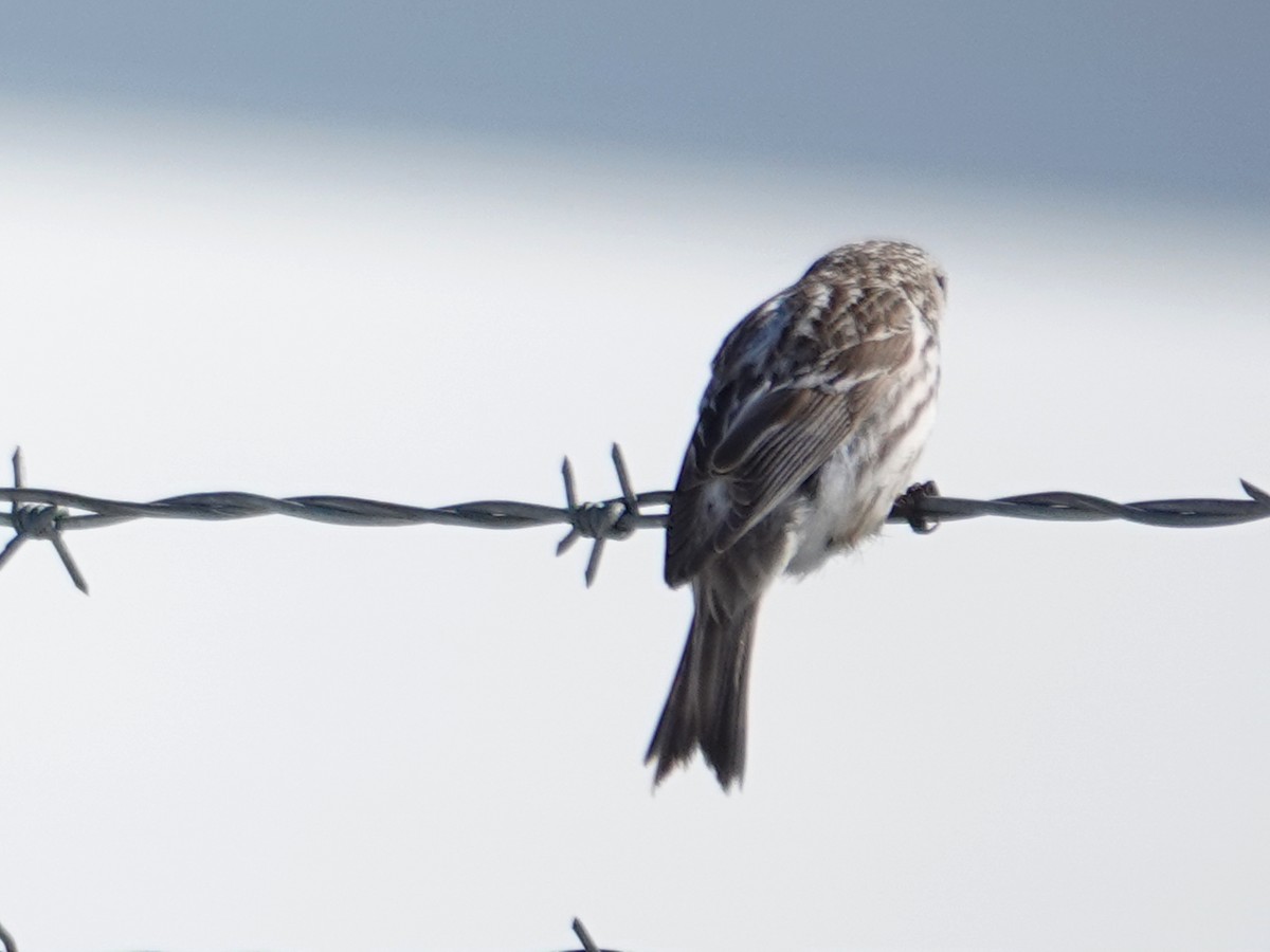 Common Redpoll - ML620277273