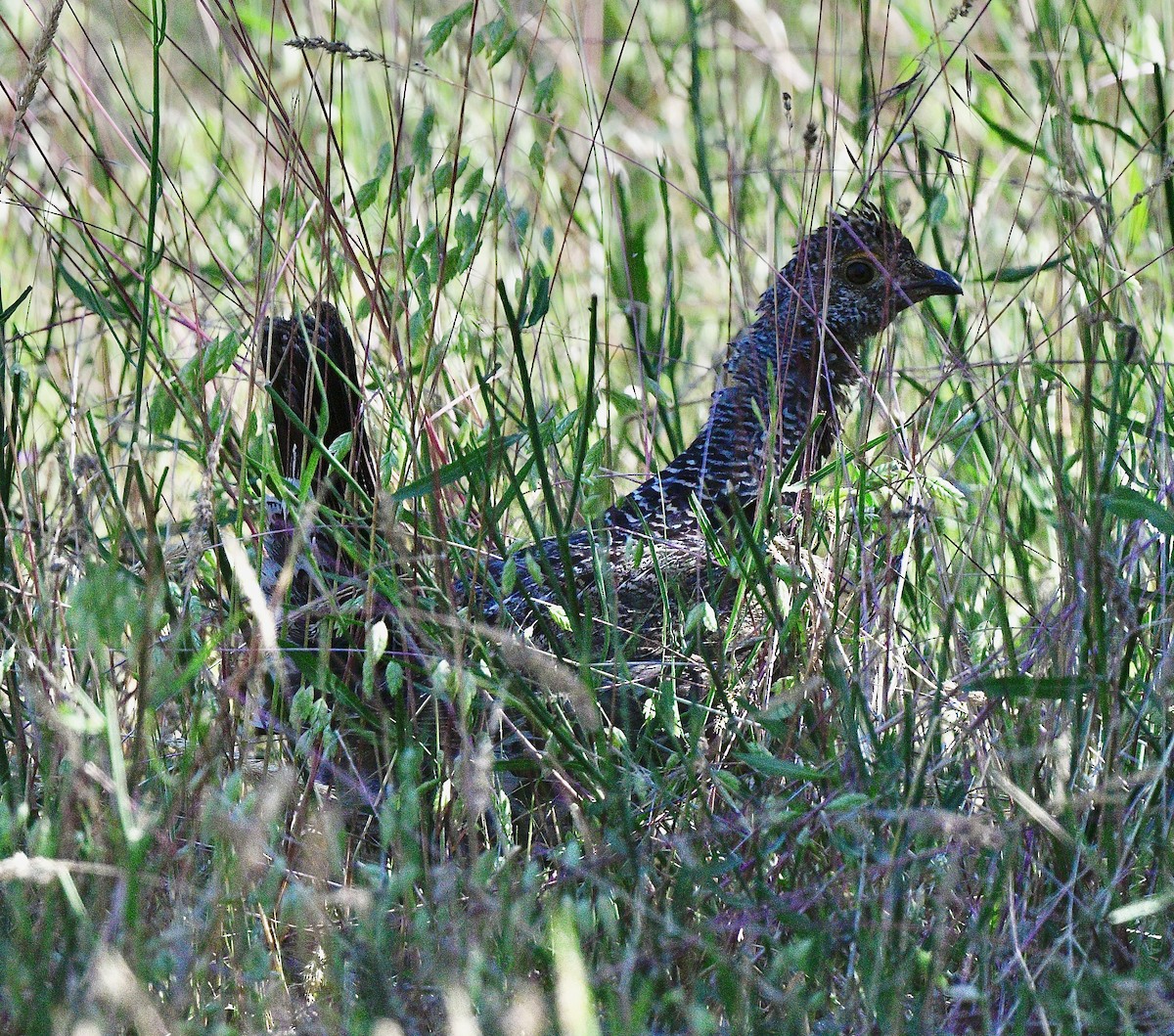 Dusky Grouse - ML620277274