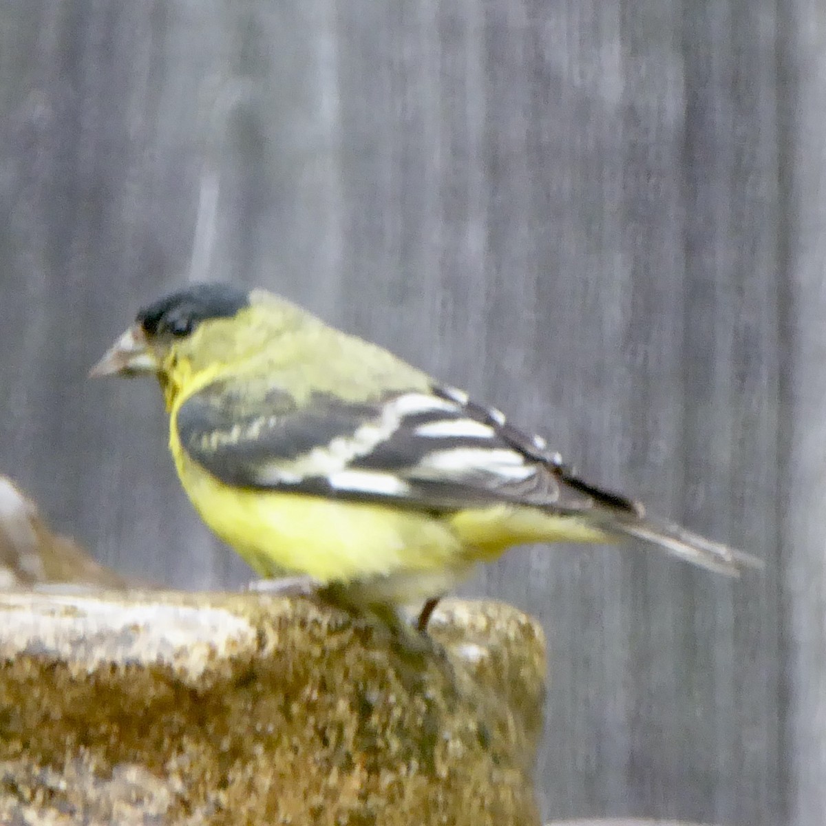 Lesser Goldfinch - ML620277277