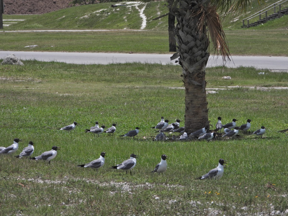 Laughing Gull - ML620277304