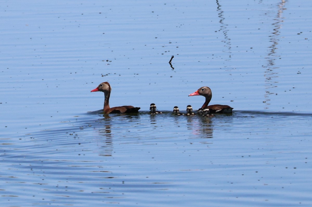 Black-bellied Whistling-Duck - ML620277314