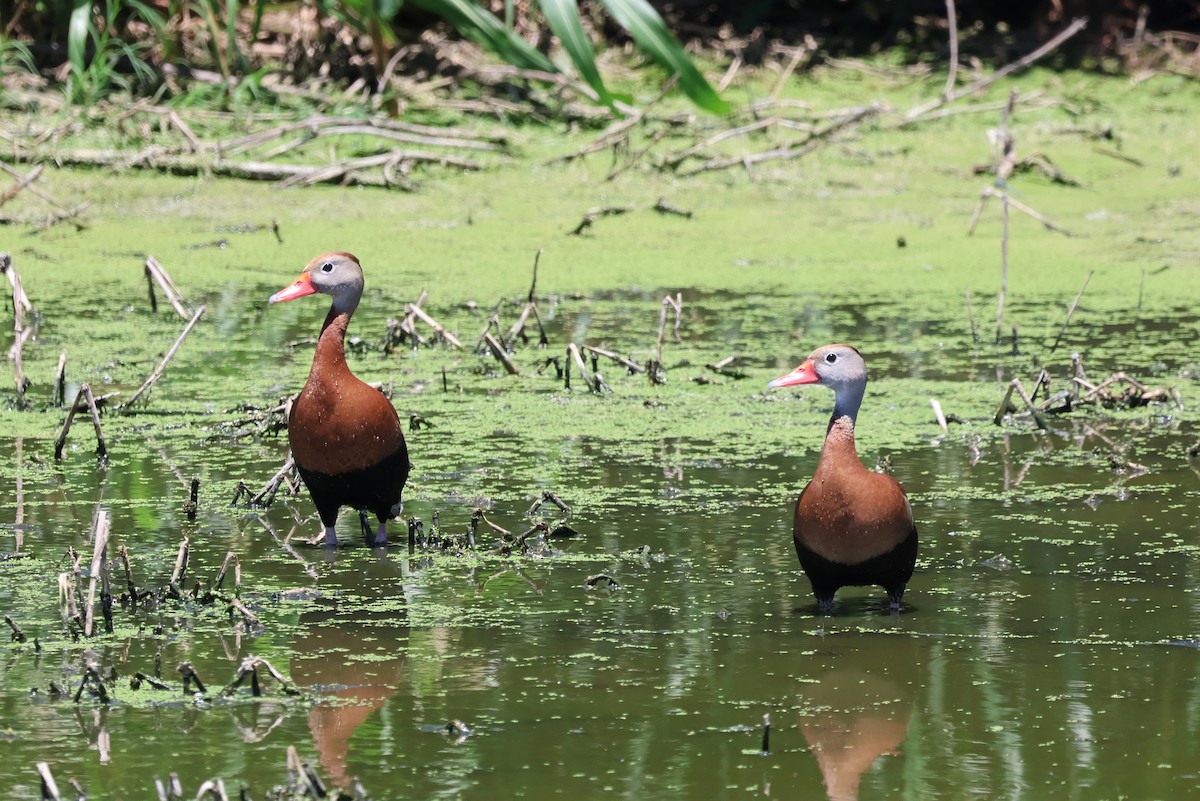 Black-bellied Whistling-Duck - ML620277315