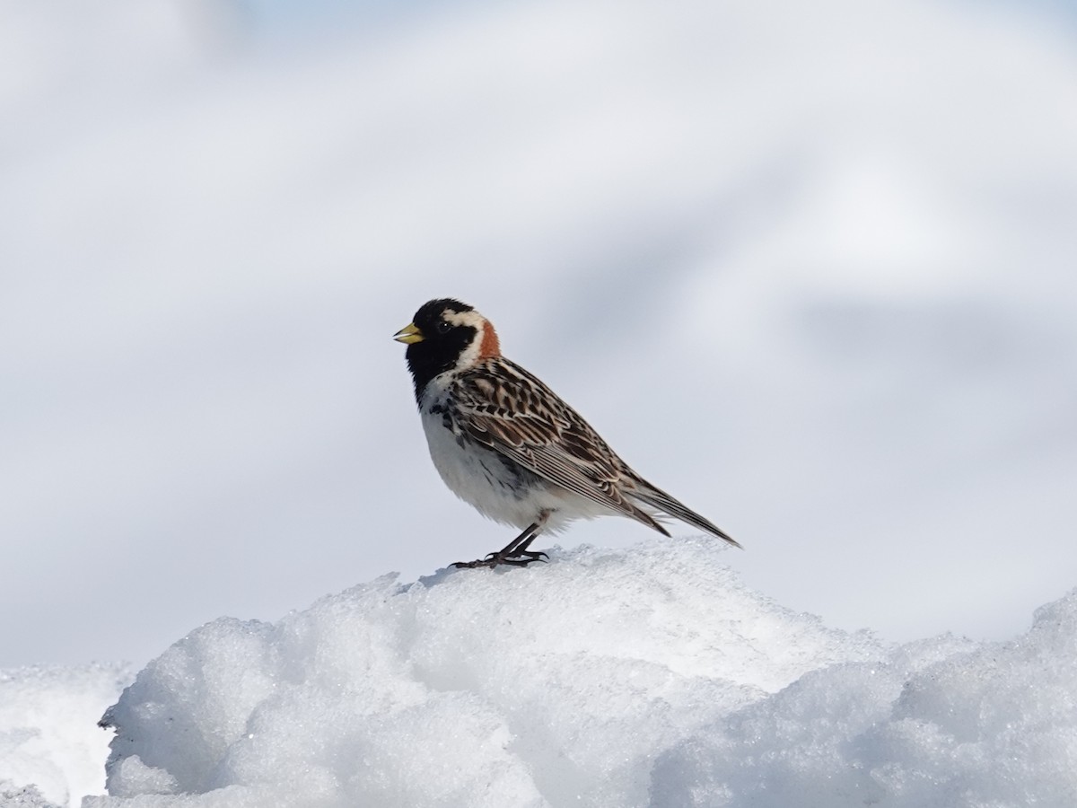 Lapland Longspur - ML620277320