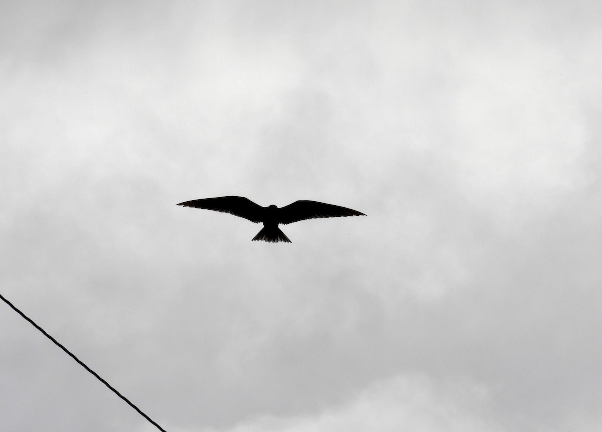 Black Tern - ML620277321