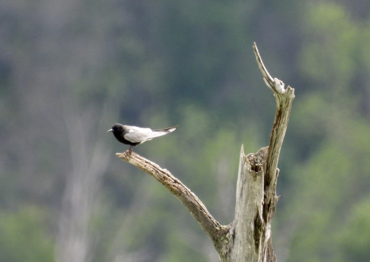 Black Tern - ML620277323