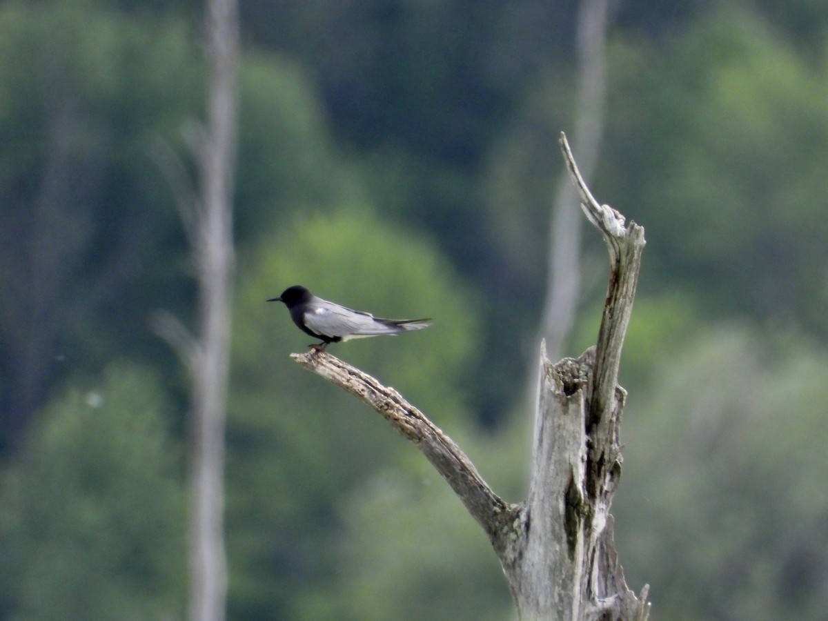 Black Tern - ML620277324