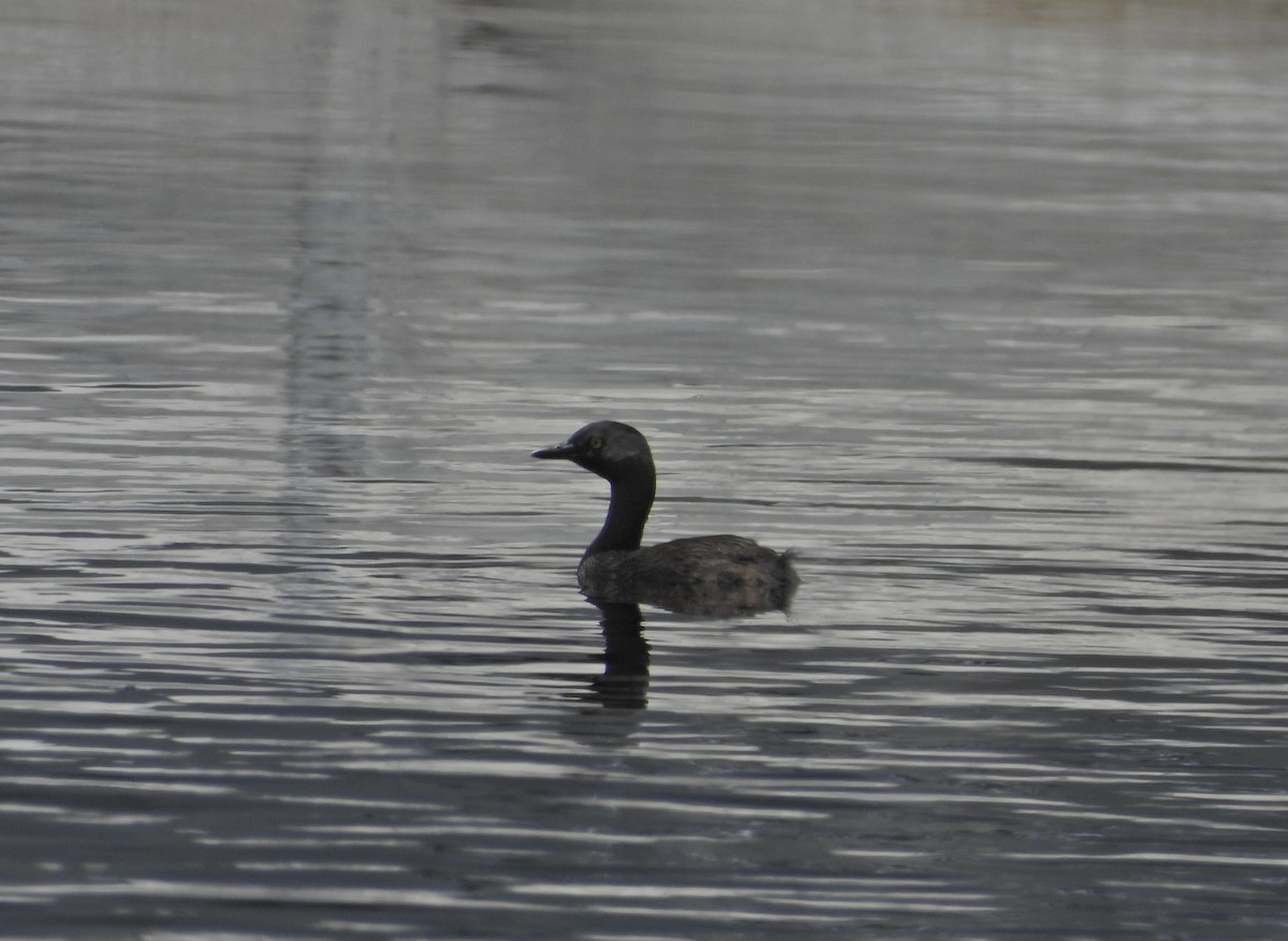 Least Grebe - ML620277325