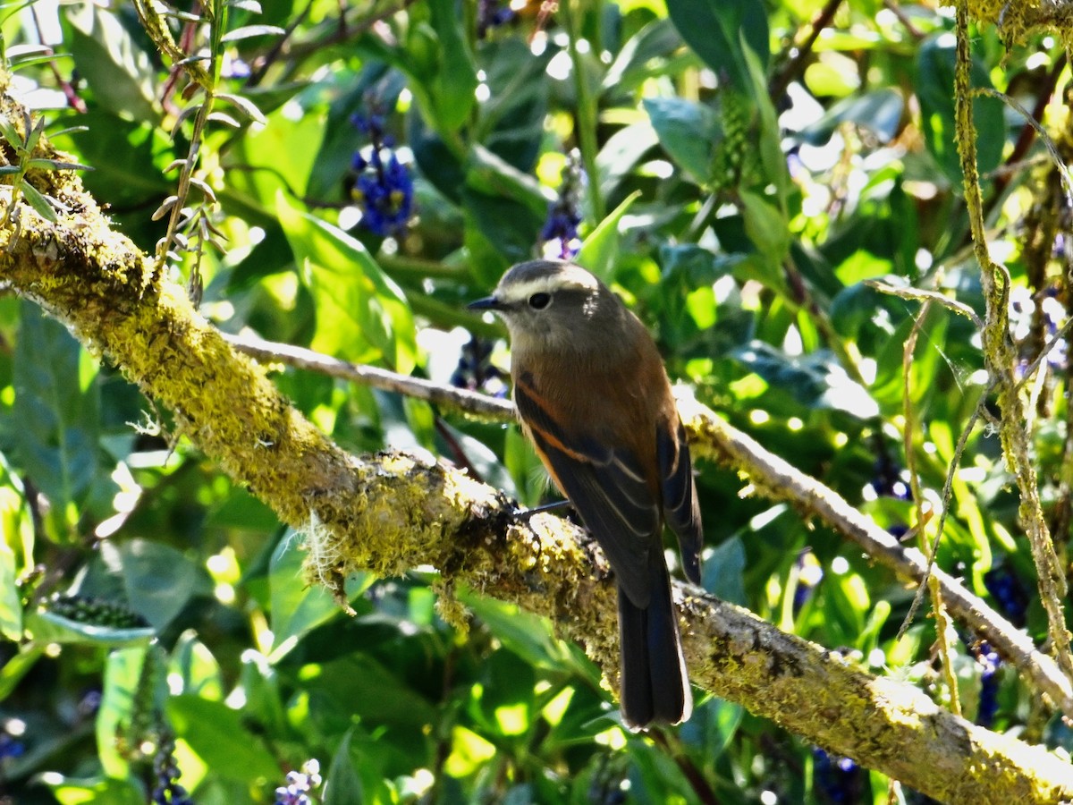 Brown-backed Chat-Tyrant - ML620277330