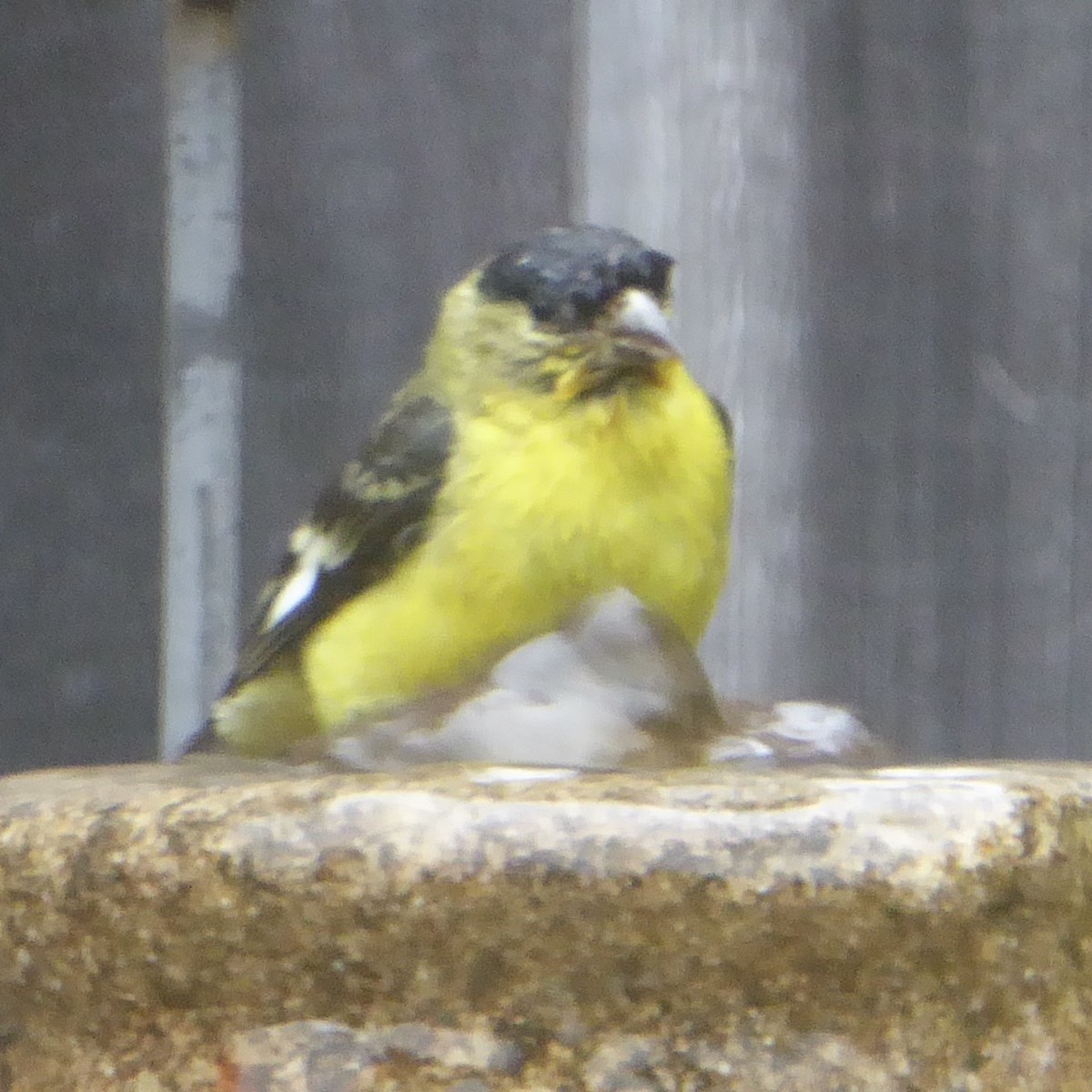 Lesser Goldfinch - ML620277332