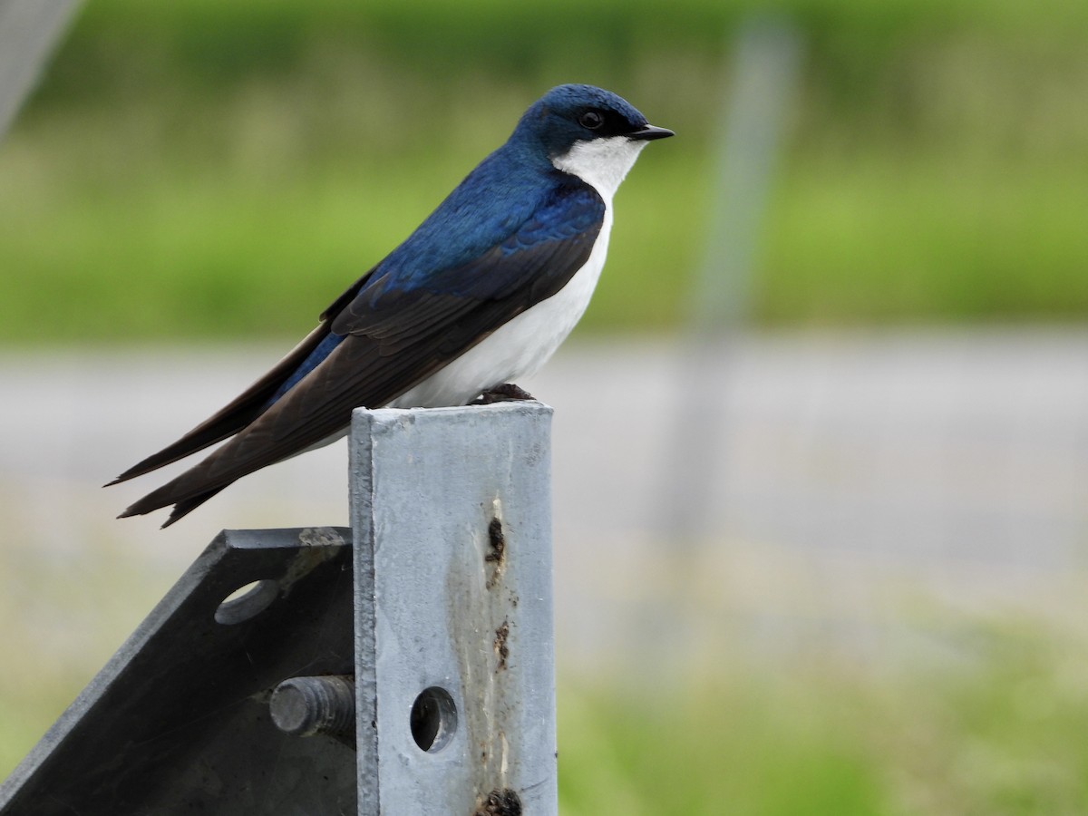 Golondrina Bicolor - ML620277335