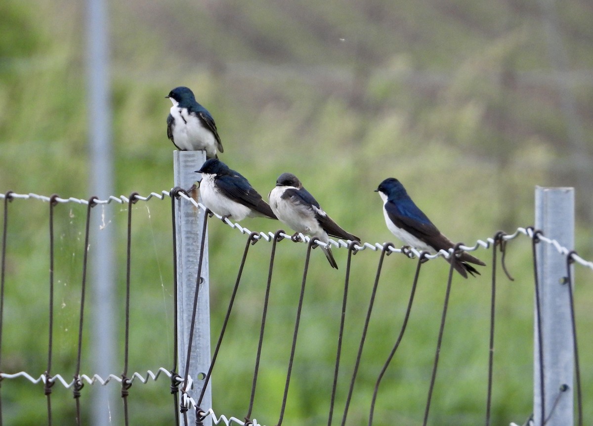 Golondrina Bicolor - ML620277337